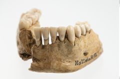 Foto von Unterkiefer (NHMW-PRAE-023689a)